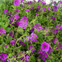 Verbena Homestead Purple plants bring bright early spring color to the garden