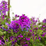 bright purple flowering perennial