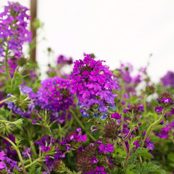 Verbena Purple Homestead for Sale