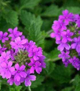 Verbena Homestead Purple