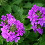 close look the the flower clusters of purple verbena