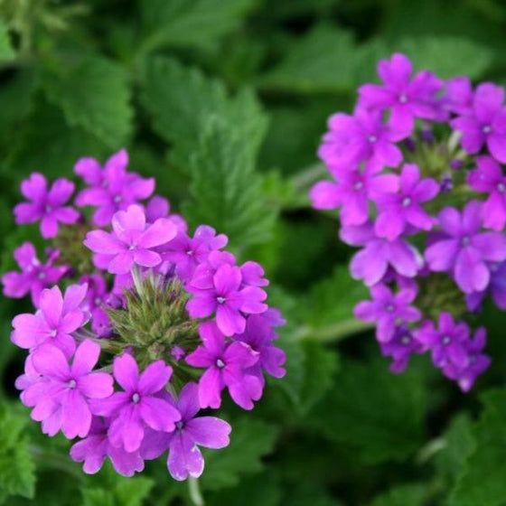 close look the the flower clusters of purple verbena