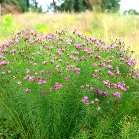 venonia lettermanii has long green stems with purple flowers at the end
