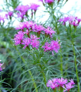Vernonia Iron Butterfly