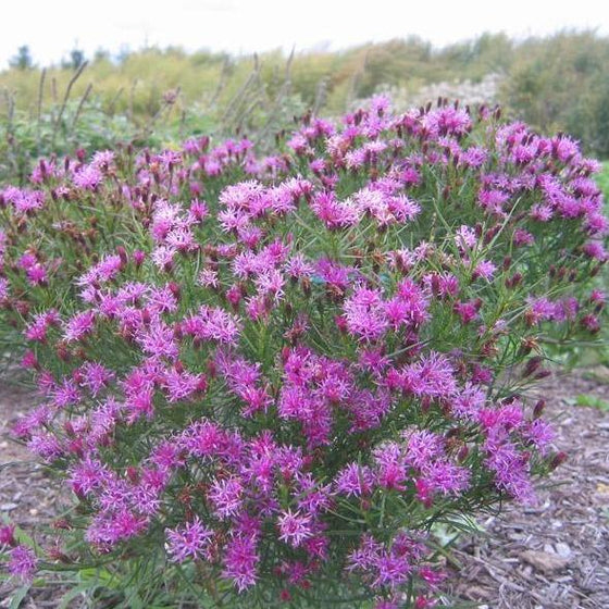 the iron butterfly perennial is covered in small purple flower clusters