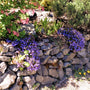 Veronica Georgia Blue spilling over a stone wall, spring blue blooms and tidy foliage softening a hard edge in sun to partial shade.