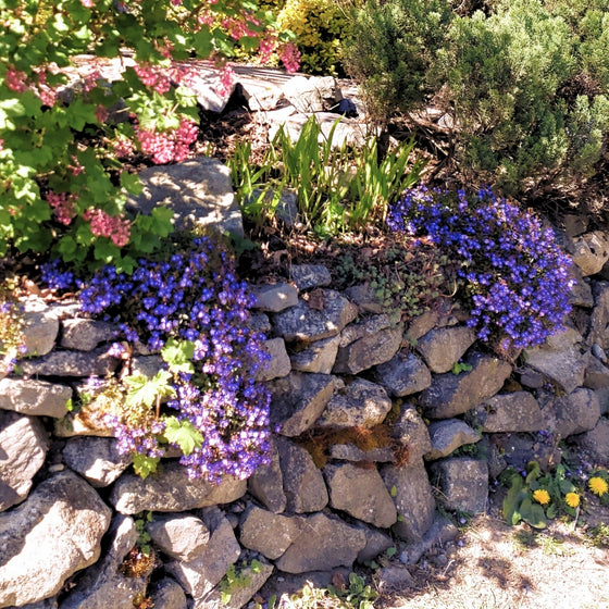 Veronica Georgia Blue spilling over a stone wall, spring blue blooms and tidy foliage softening a hard edge in sun to partial shade.