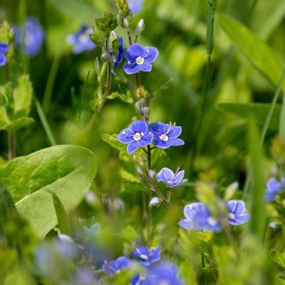 Veronica Georgia Blue groundcover in spring, vivid blue blooms with white eyes edging a sunny path and border.