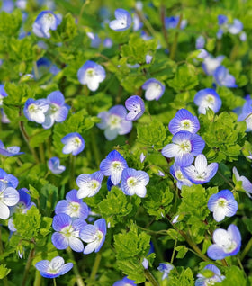 Veronica Georgia Blue