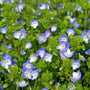 Close-up of Veronica Georgia Blue flowers, true blue petals with bright white centers covering glossy green foliage in spring bloom.