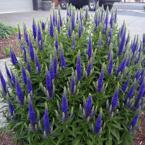Veronica Royal Candles in full flower