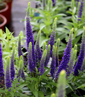 Veronica Royal Candles