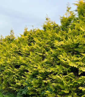 Gold Rider Leyland Cypress