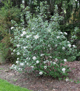 Burkwood Viburnum