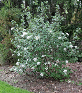Burkwood Viburnum