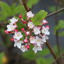 close up view of vibrant pink and white blooms on mohawk viburnum