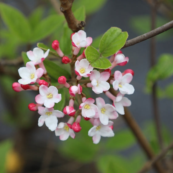 close up view of vibrant pink and white blooms on mohawk viburnum