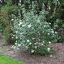 Viburnum Mohawk shrub with white flowers