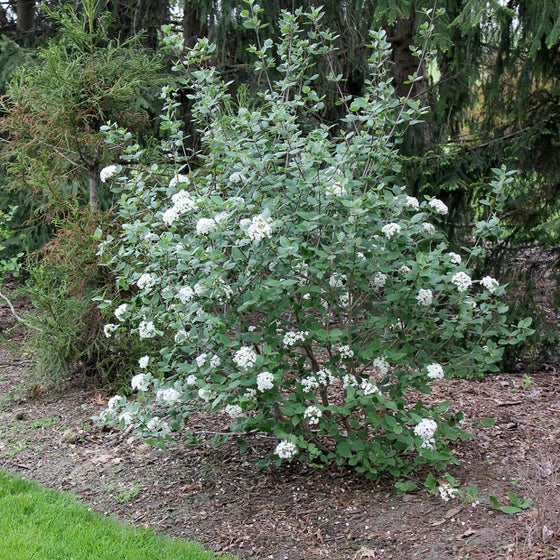 Viburnum Mohawk shrub with white flowers