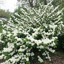 Popcorn Viburnum Shrubs for Sale | Garden Goods Direct