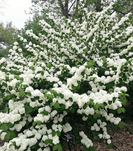 Viburnum Popcorn