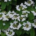 Close up of Viburnum Summer Snowflake
