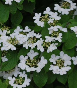 Viburnum Summer Snowflake