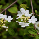 close up of snowflake viburnum spring blooms