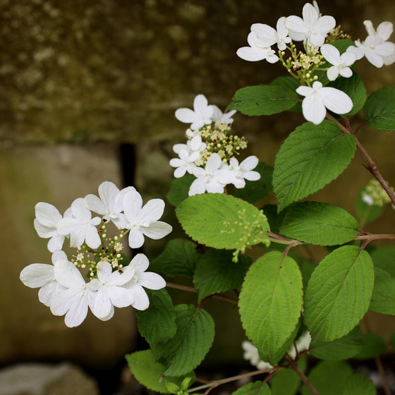Summer Snowflake Viburnum for Sale Garden Goods Direct