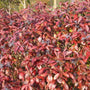 Native Winterthur Viburnum showing glossy foliage and maroon-red fall color