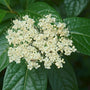 Winterthur Viburnum with clusters of creamy white flowers in the spring