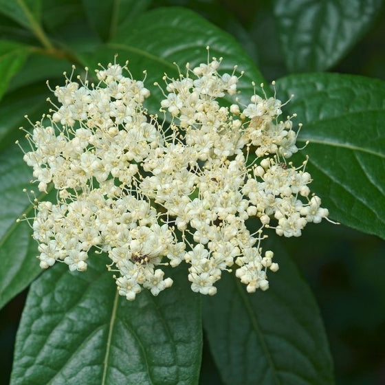 Winterthur Viburnum with clusters of creamy white flowers in the spring