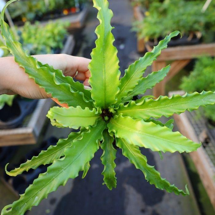 Victoria Bird's Nest Ferns for Sale