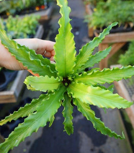 Victoria Birds Nest Fern
