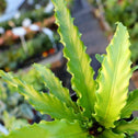 close look at the ruffled leaves on the victoria birds nest fern