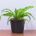 Victoria Birds Nest Fern has tapered decorative wavy green leaves