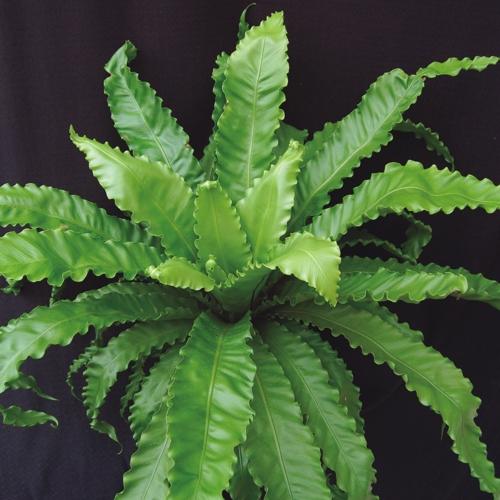 Victoria Birds Nest Fern close up of dark glossy wavy leaves