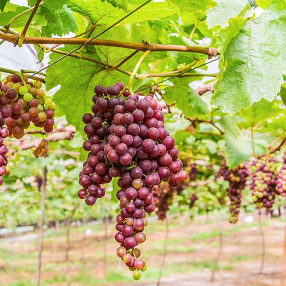 Bunches of purple grapes hanging from a vine in a vineyard