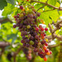 Bunch of grapes hanging from a vine with green leaves in the background