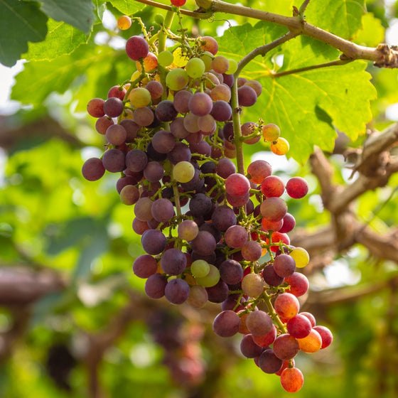 Bunch of grapes hanging from a vine with green leaves in the background