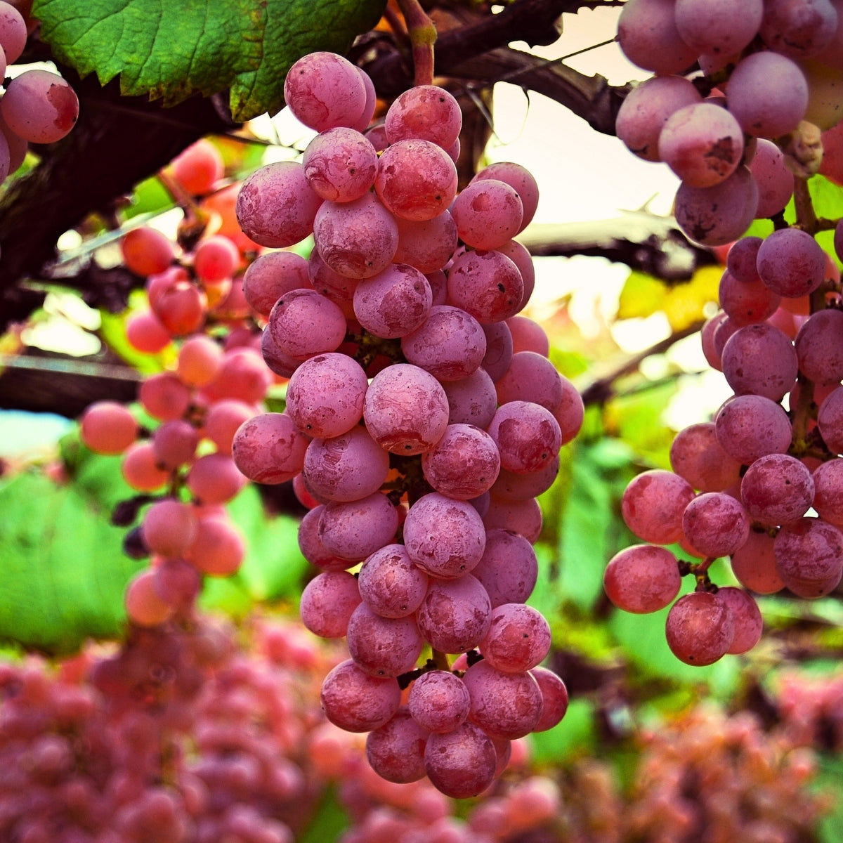 Victoria Red Grape Vine (Vitis 'Victoria Red')