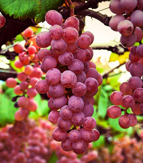Victoria Red Grape Vine