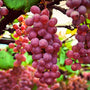 Close-up of red  grapes on a vine with a blurred background
