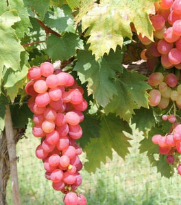 Victoria Red Grape Vine