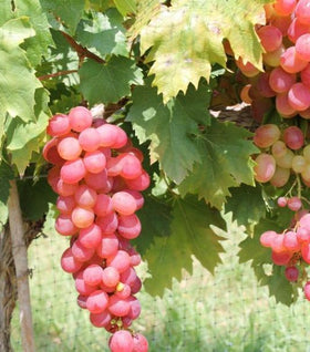 Buy Online Vanessa Red Grape Vine With Sweet, Seedless Type Of Fruit. –  Maya Gardens, Inc.