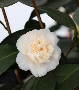 Victory White Camellia