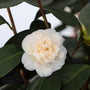 close up shot of beautiful Victory White Camellia Flower