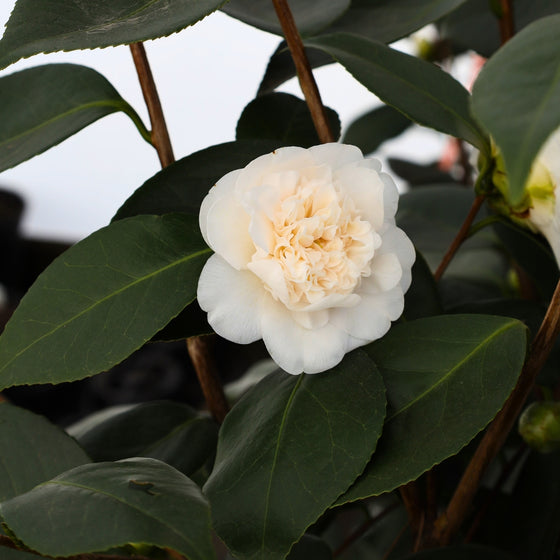 white to ivory colored bloom on victory white camellia evergreen shrub