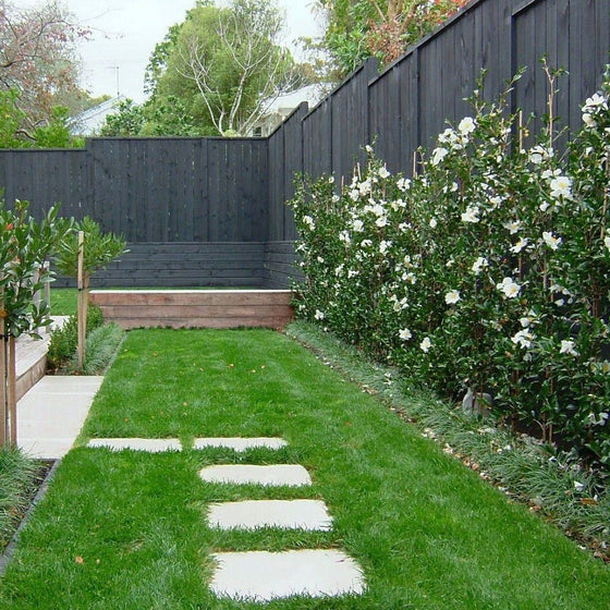 Victory White Camellia Hedge