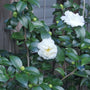 Evergreen leaves with flower Victory White Camellia
